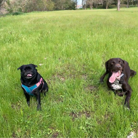 Meet your Posher, Marcelle - Picture 1 of 1